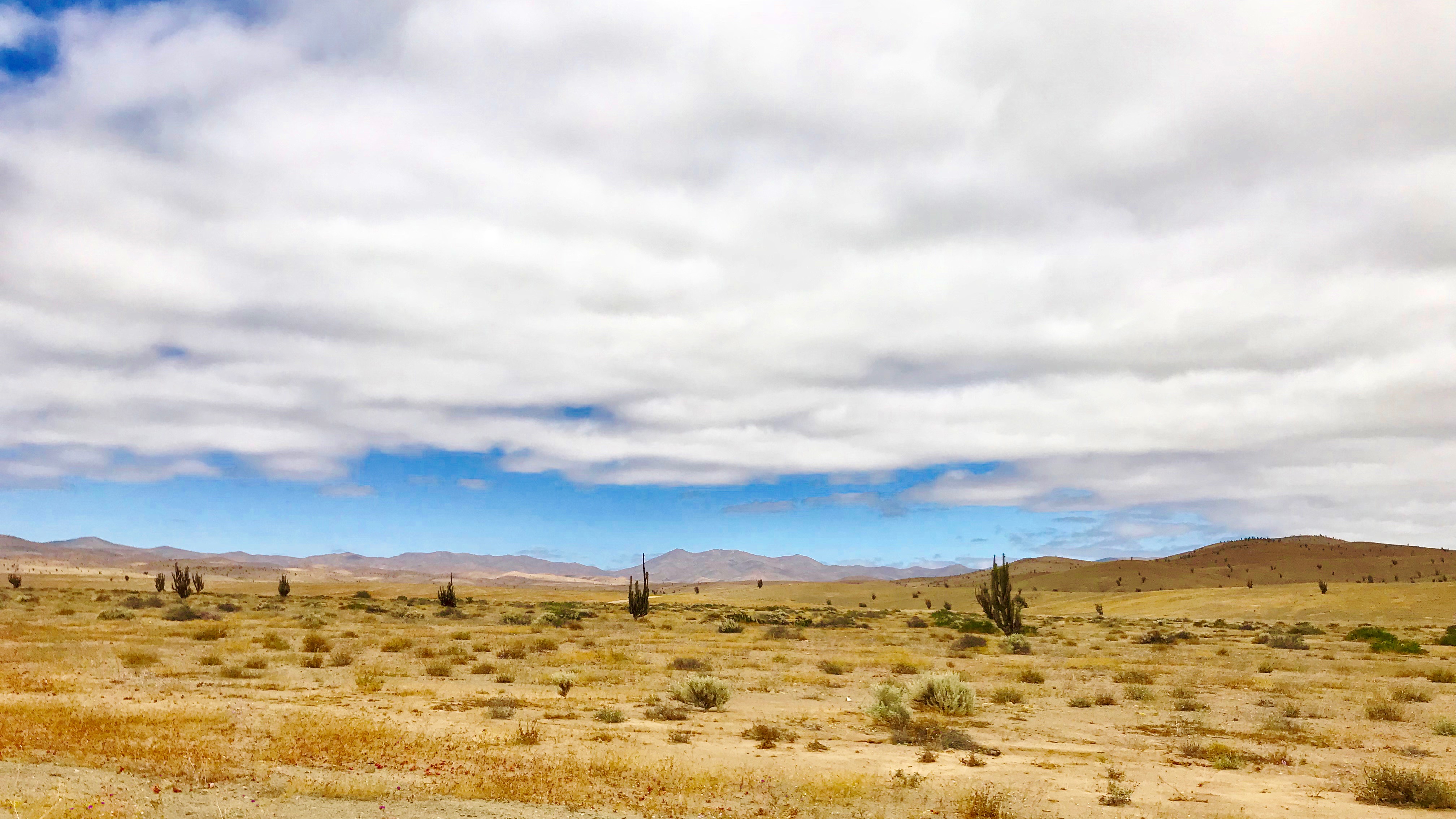 zwischen Vallenar und Copiapo